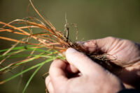 Syngenta launches Virestina herbicide technology targeting resistant grass weeds