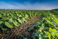Machine learning study identifies timing and temperature as key drivers of nitrogen release in cover-cropped systems