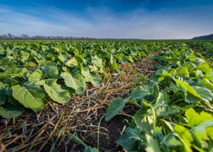 Machine learning study identifies timing and temperature as key drivers of nitrogen release in cover-cropped systems