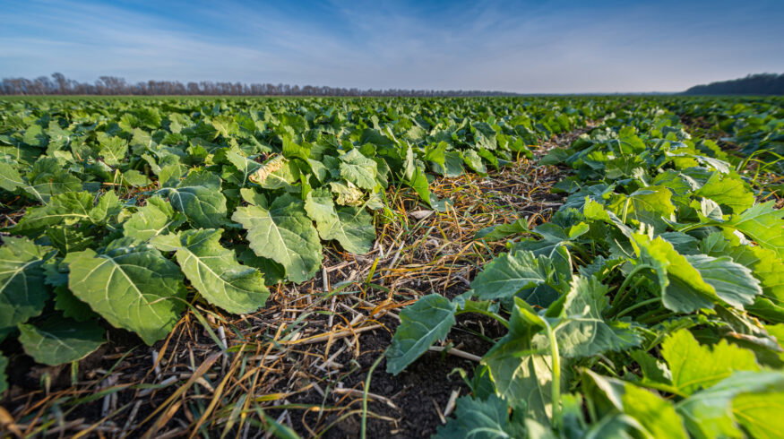 Machine learning study identifies timing and temperature as key drivers of nitrogen release in cover-cropped systems