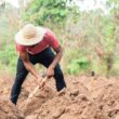 Fertilizer shock from Middle Eastern crisis threatens sub-Saharan Africa’s food systems
