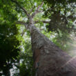 Ancient Amazonian soil boosted tropical tree growth by 88% on degraded land, study finds