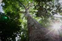Ancient Amazonian soil boosted tropical tree growth by 88% on degraded land, study finds