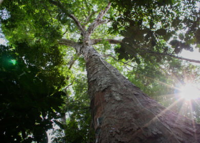 Ancient Amazonian soil boosted tropical tree growth by 88% on degraded land, study finds