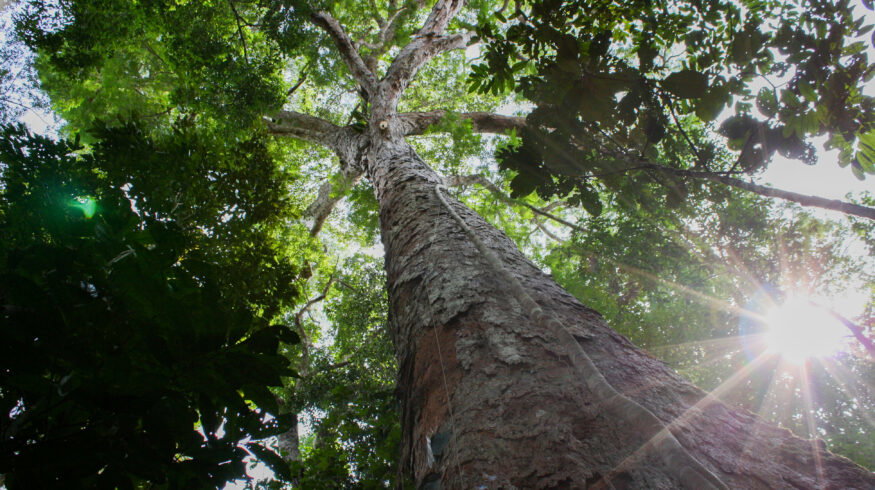 Ancient Amazonian soil boosted tropical tree growth by 88% on degraded land, study finds