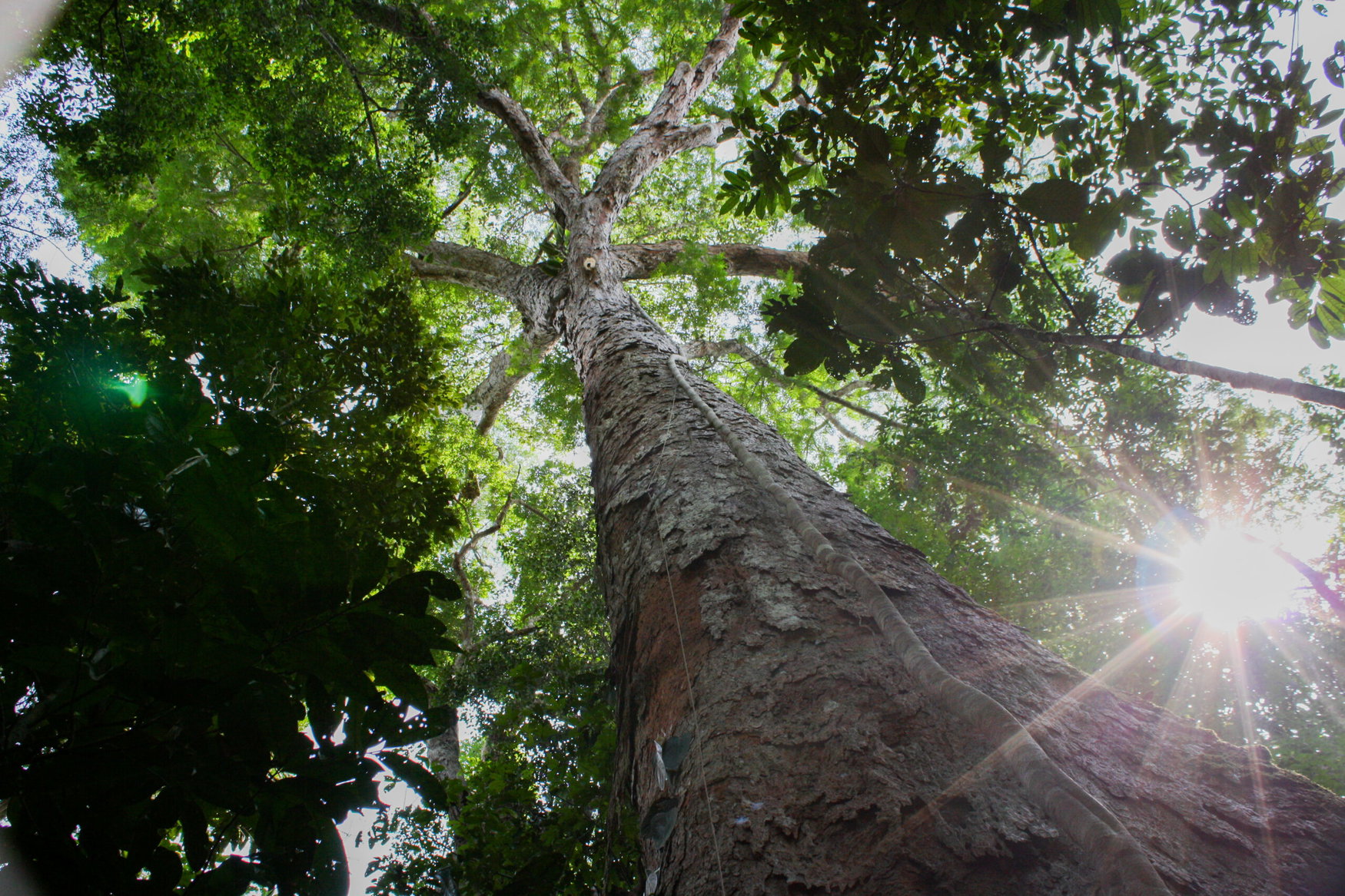 Ancient Amazonian soil boosted tropical tree growth by 88% on degraded land, study finds