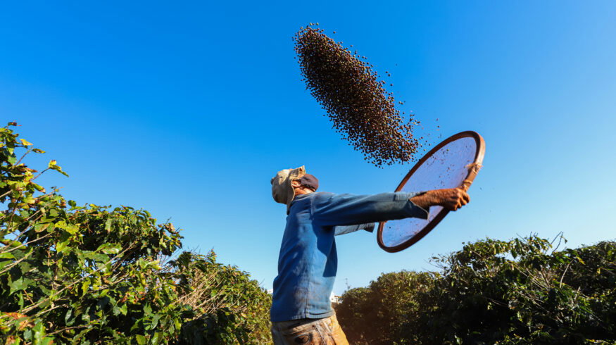 Fertilizer costs jump 20–30% across coffee origins as Strait of Hormuz disruptions squeeze growers
