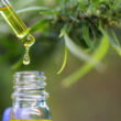 Scientists say cannabis leaves contain rare compounds with medical benefits