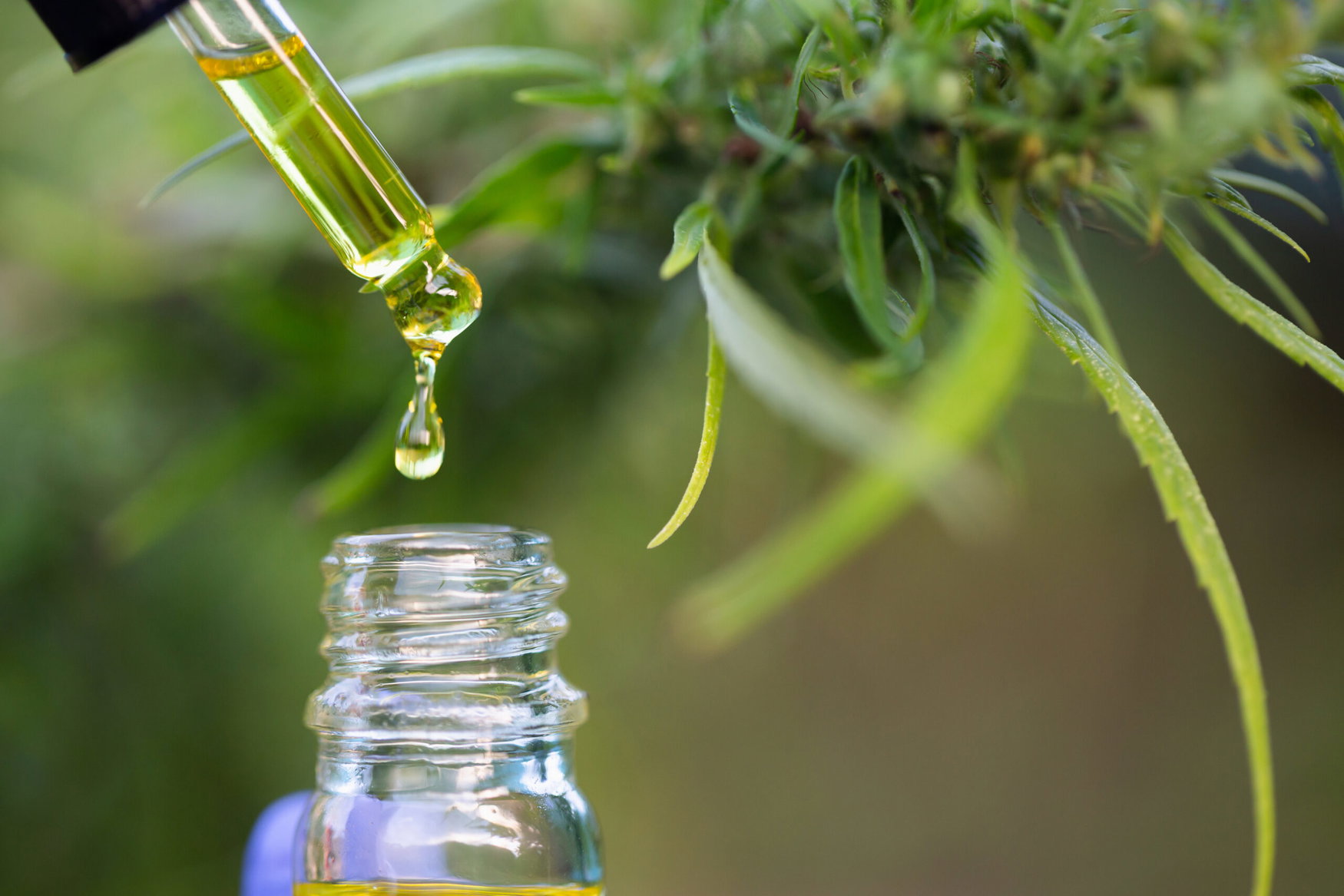 Scientists say cannabis leaves contain rare compounds with medical benefits