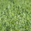 Denmark bets on oats to advance climate-neutral farming goals