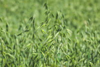 Denmark bets on oats to advance climate-neutral farming goals