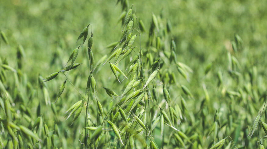 Denmark bets on oats to advance climate-neutral farming goals