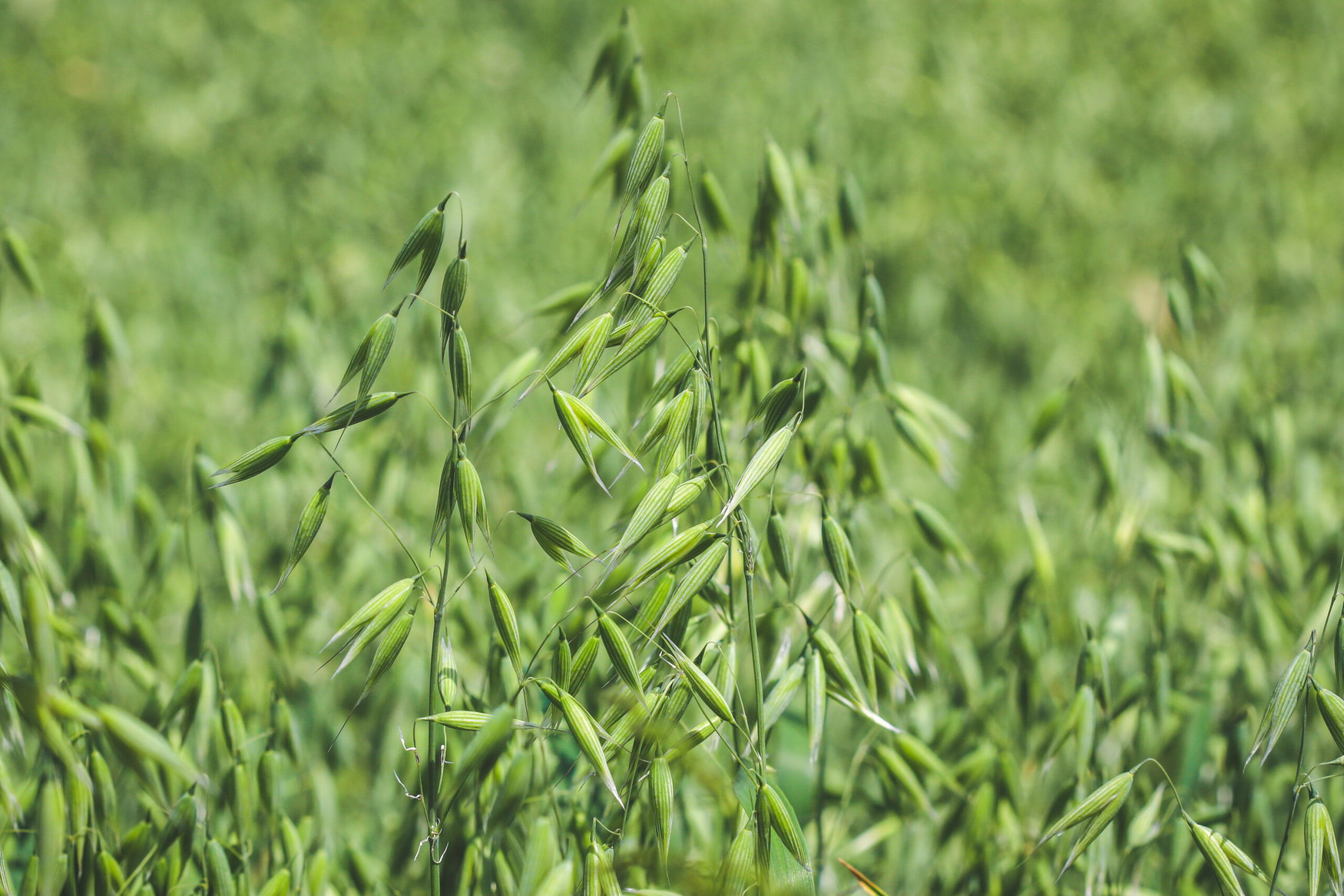 Denmark bets on oats to advance climate-neutral farming goals