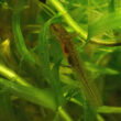 Researchers found that plant cells continuously adjust their structure to manage sunlight