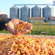Indonesia tightens feed ingredient import rules, raising concerns for U.S. exporters