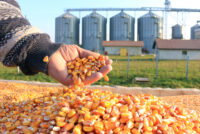 Indonesia tightens feed ingredient import rules, raising concerns for U.S. exporters