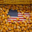 Bayer faces antitrust lawsuit over alleged monopoly in U.S. GMO corn seed market