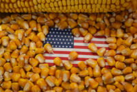 Bayer faces antitrust lawsuit over alleged monopoly in U.S. GMO corn seed market