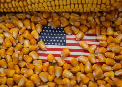 Bayer faces antitrust lawsuit over alleged monopoly in U.S. GMO corn seed market