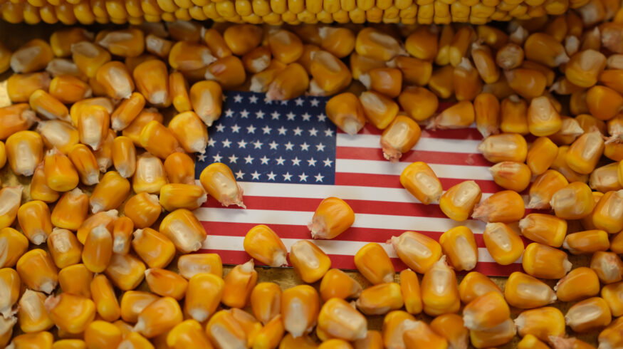 Bayer faces antitrust lawsuit over alleged monopoly in U.S. GMO corn seed market