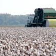 USDA unveils Great American Cotton Plan to boost farm profitability and revive domestic textile industry