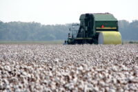 USDA unveils Great American Cotton Plan to boost farm profitability and revive domestic textile industry