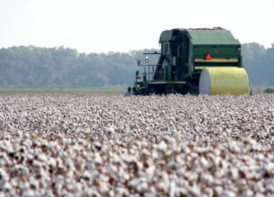 USDA unveils Great American Cotton Plan to boost farm profitability and revive domestic textile industry