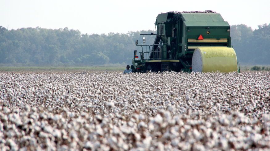 USDA unveils Great American Cotton Plan to boost farm profitability and revive domestic textile industry