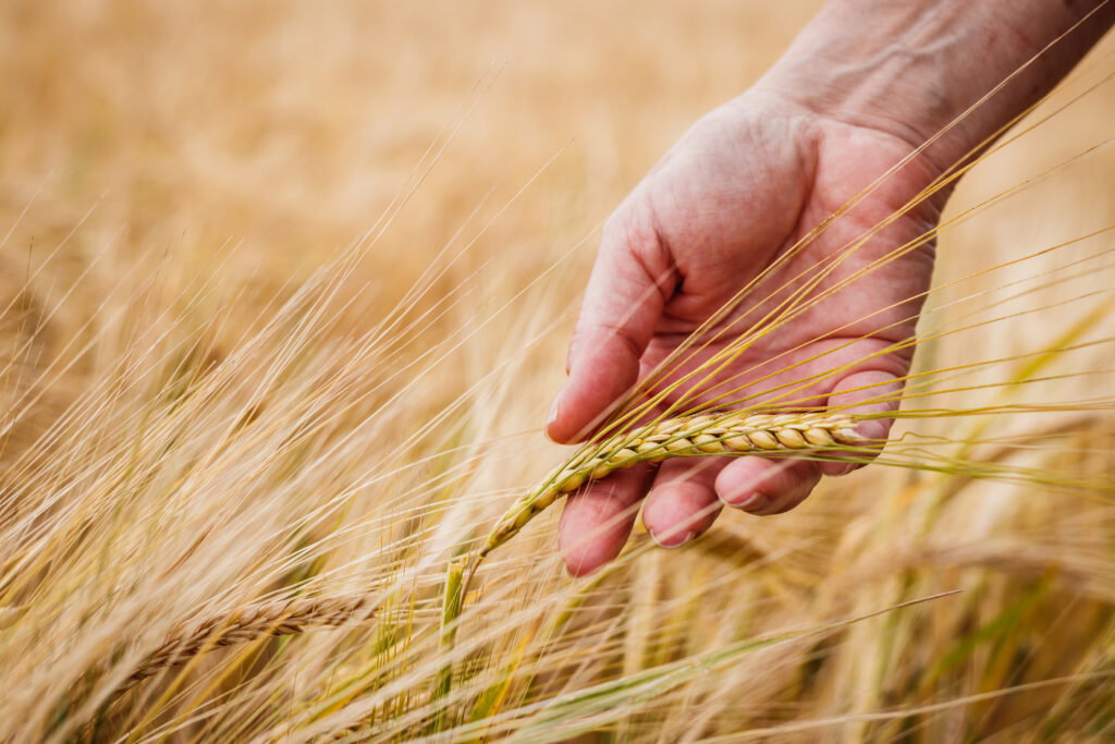 Farmer inspecting agricultural field and control quality of barley crop before harvesting. Female hand touching ripe cereal plant