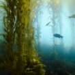 Kelp biofuel may soon power our cars and planes