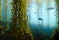 Kelp biofuel may soon power our cars and planes