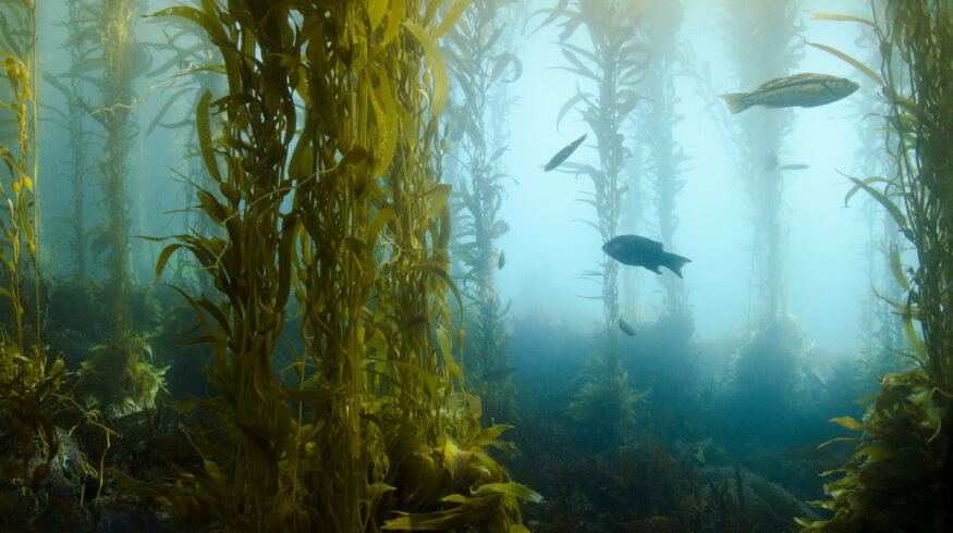 Kelp biofuel may soon power our cars and planes