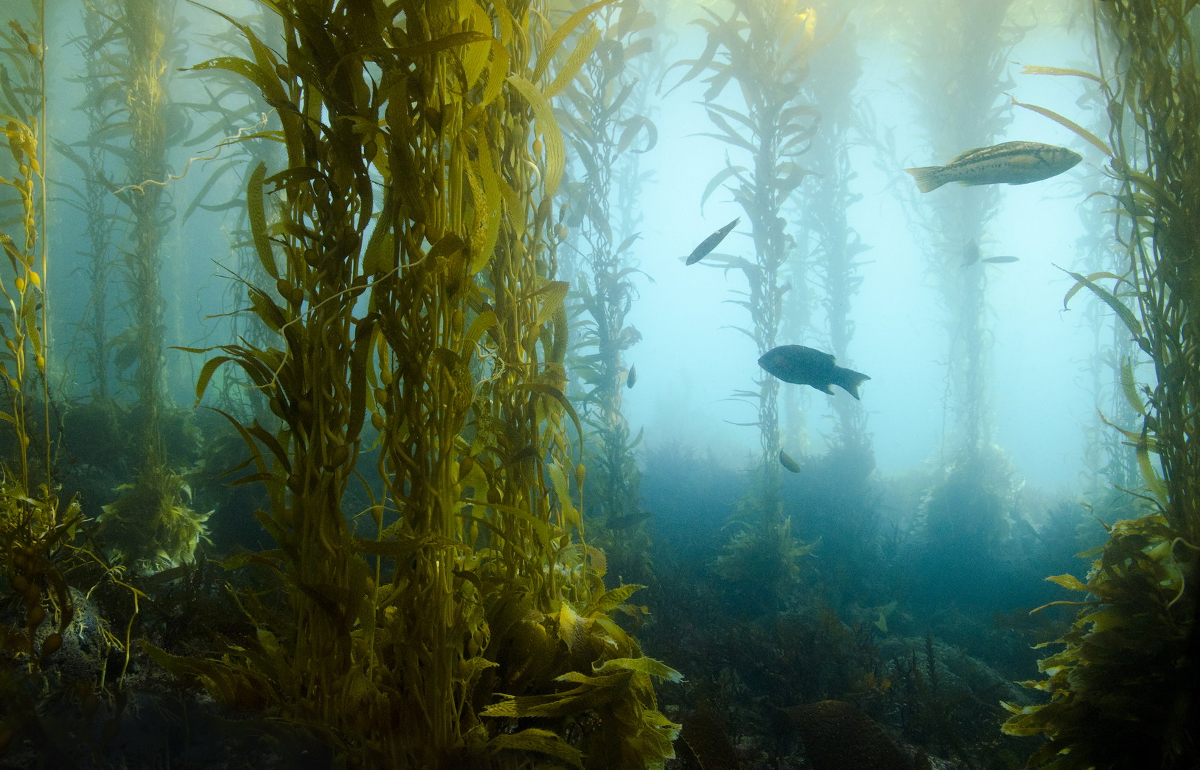 Kelp biofuel may soon power our cars and planes