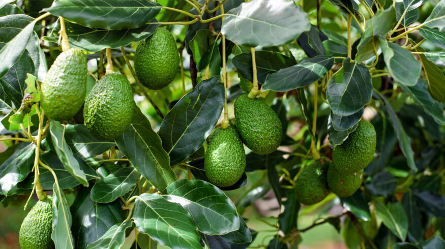 Organic farming builds drought-resistant avocado root microbiomes by enriching Bacillus bacteria, study finds