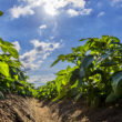 Gene controlling potato’s daylight response also suppresses nitrogen uptake, study finds