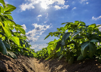 Gene controlling potato’s daylight response also suppresses nitrogen uptake, study finds