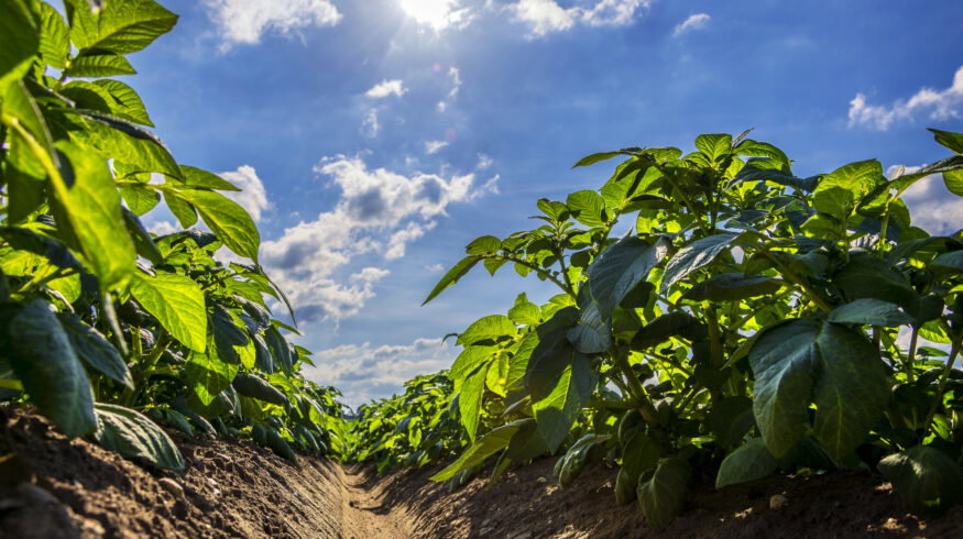 Gene controlling potato’s daylight response also suppresses nitrogen uptake, study finds