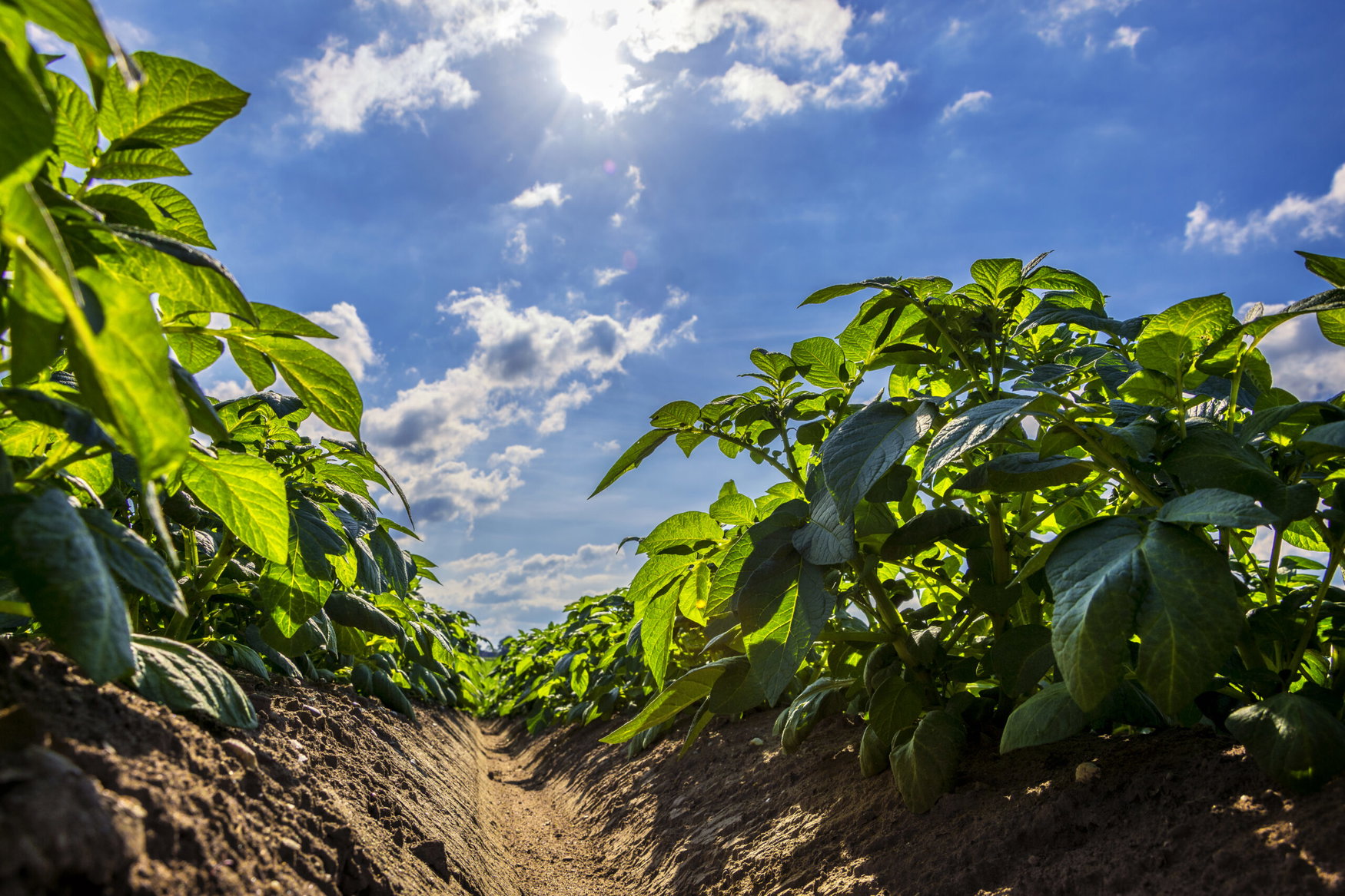 Gene controlling potato’s daylight response also suppresses nitrogen uptake, study finds