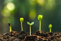 European scientists are close to creating self-fertilizing crops