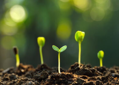 European scientists are close to creating self-fertilizing crops