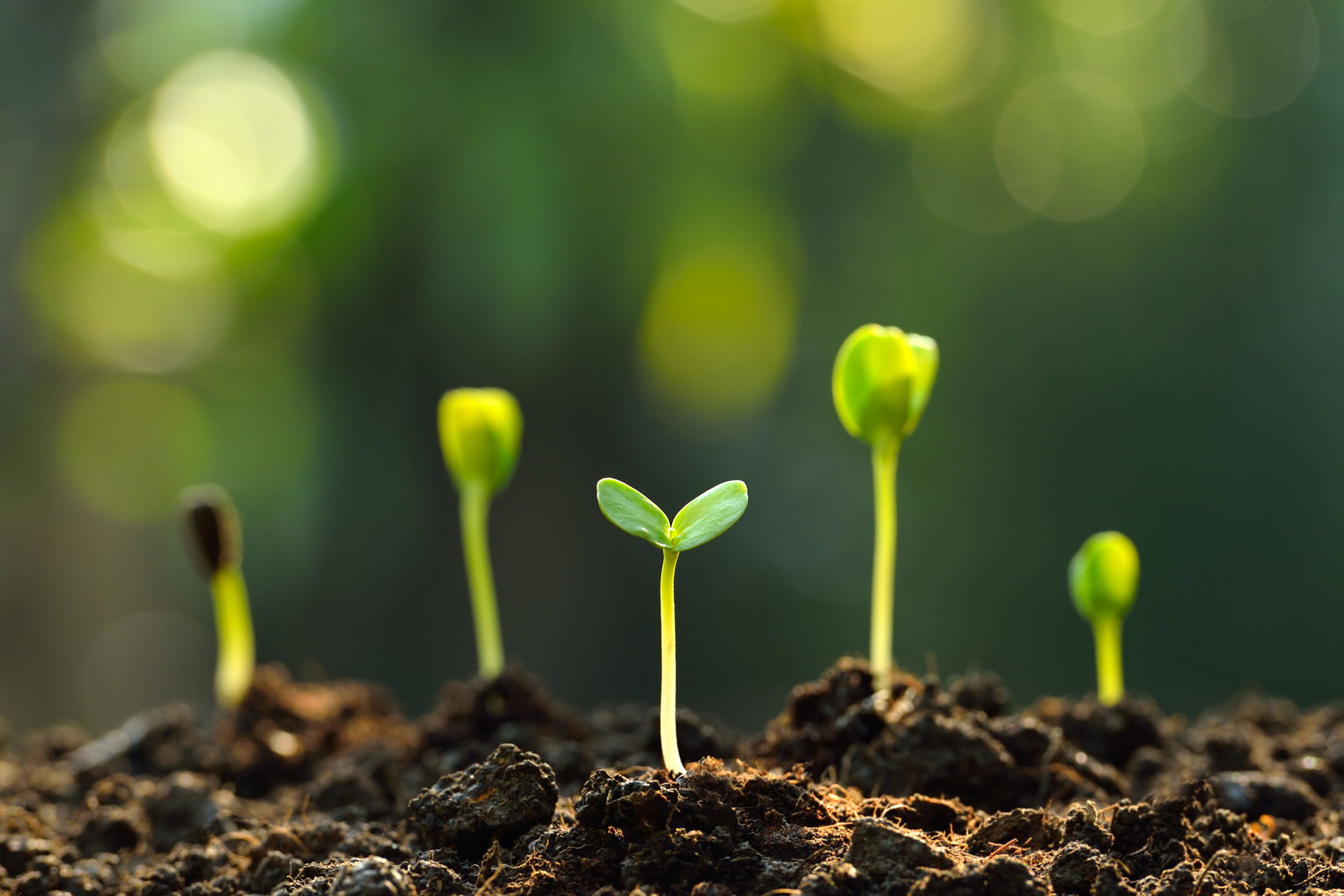 European scientists are close to creating self-fertilizing crops