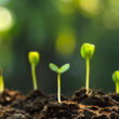 Decades-long Harvard forest experiment finds warming soils may release “stable” carbon