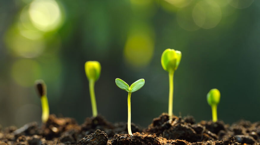 Decades-long Harvard forest experiment finds warming soils may release “stable” carbon