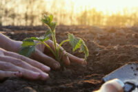 40 food companies including Carlsberg, Diageo and Nestlé unite to launch regenerative agriculture program