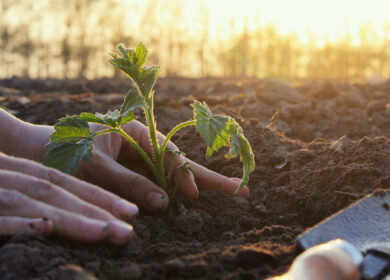 40 food companies including Carlsberg, Diageo and Nestlé unite to launch regenerative agriculture program