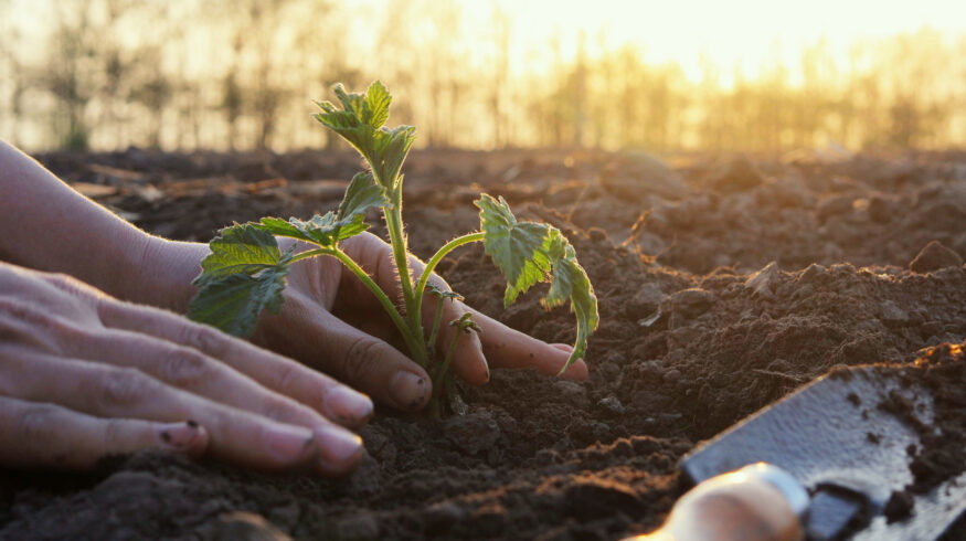 40 food companies including Carlsberg, Diageo and Nestlé unite to launch regenerative agriculture program