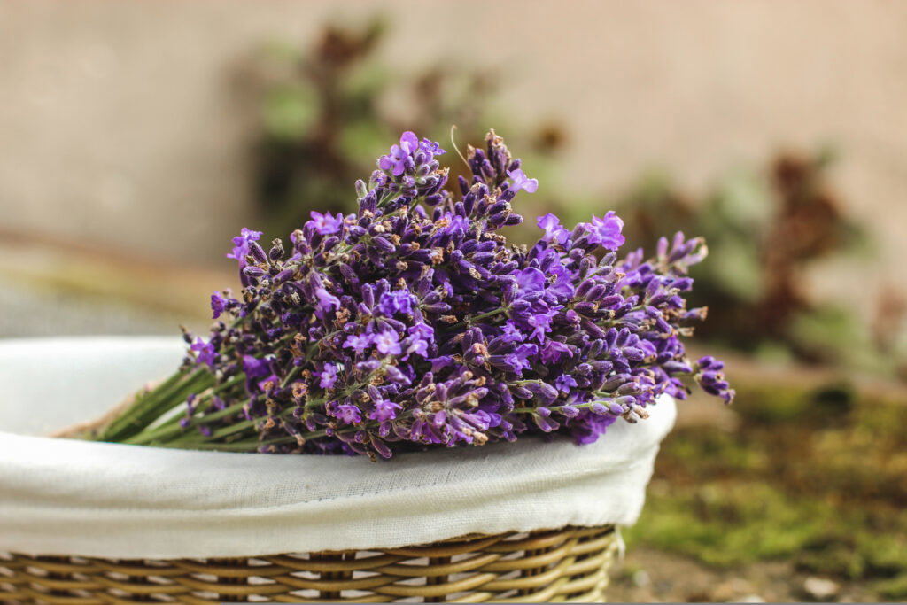 Lavender bouquet in a wicker basket with white cotton liner on blurry background. For home and garden decoration