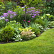 Small gardens, big impact: how pollinator-friendly yards support wildlife