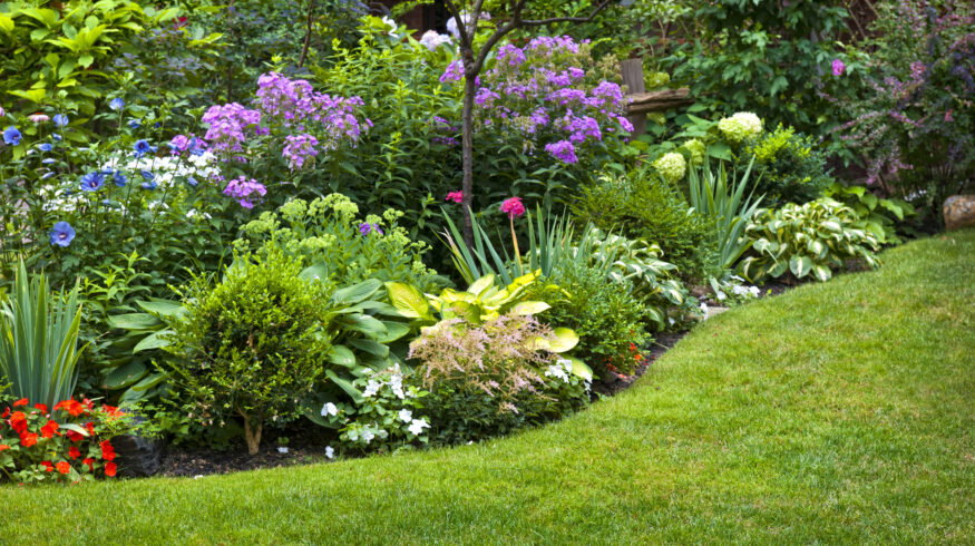 Small gardens, big impact: how pollinator-friendly yards support wildlife