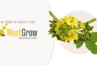 MustGrow revenue climbs to $8.3 million in 2025 as the company pivots to U.S. market